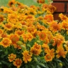 Gailardia Mesa™ Peach – kwitnąca sadzonka